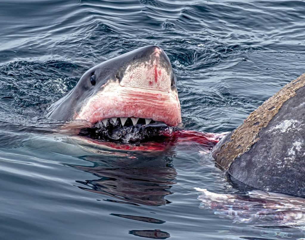 Shark-Attack-Claims-the-Life-of-Youth-Pastor-on-Australiaâ€™s-Great-Barrier-Reef frontpage news