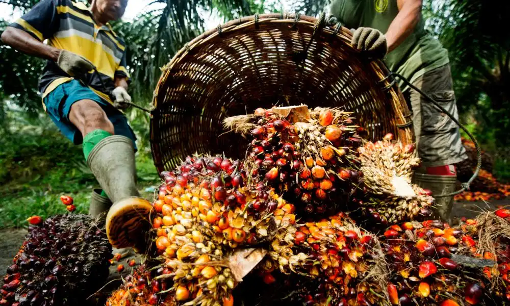 Indonesia Hikes Palm Oil Export Tax to Fund Biofuel Push as Nigeria Moves to Revive Domestic Production