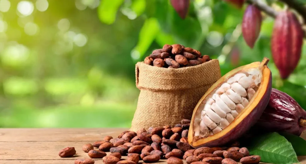 Cocoa Prices Struggle to Surpass $10,000 Amid Supply and Tariff Concerns