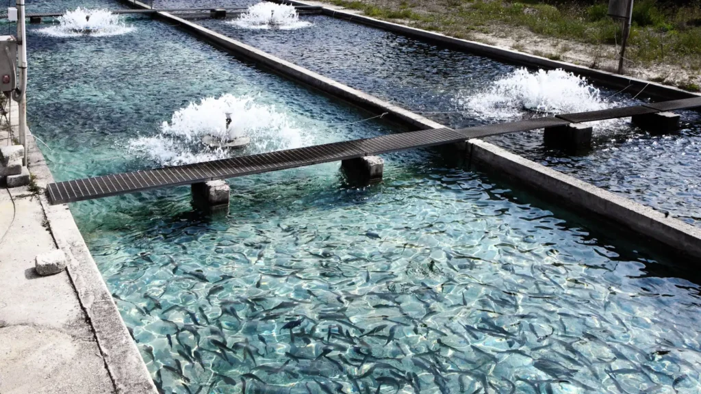 Federal Government and FAO Launch N200 Million Aquaculture Support Scheme to Boost Local Fish Production