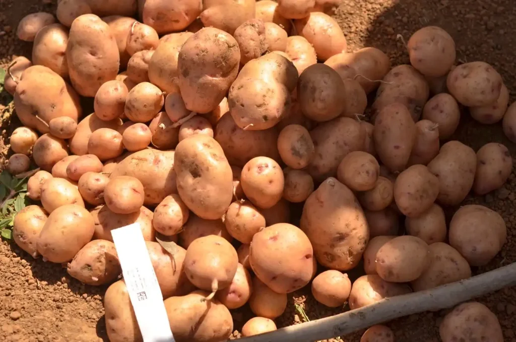 Nigeria’s Potato